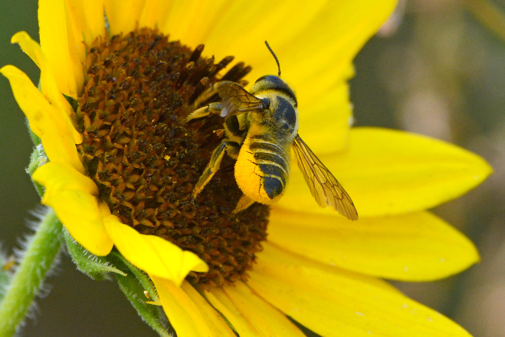 Pollen Butt A genus Megachile leafcutter bee working a com… Flickr