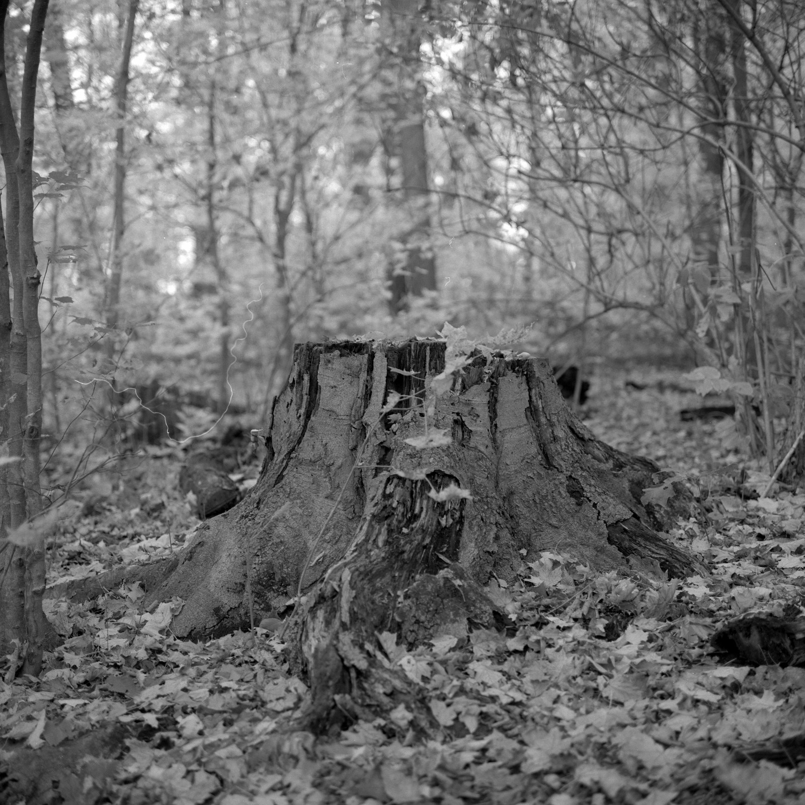 Developer Review Blog No. 17 Ilford Ilfotec DDX Alex Luyckx Blog