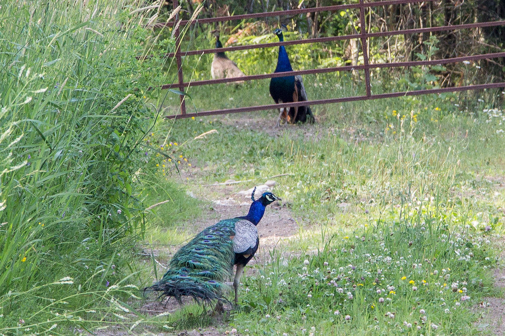Peacocks, West of Desbarats, Ontario, Canada a photo on Flickriver