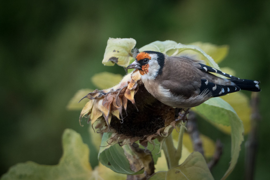 Stieglitz // European Goldfinch koeb Flickr
