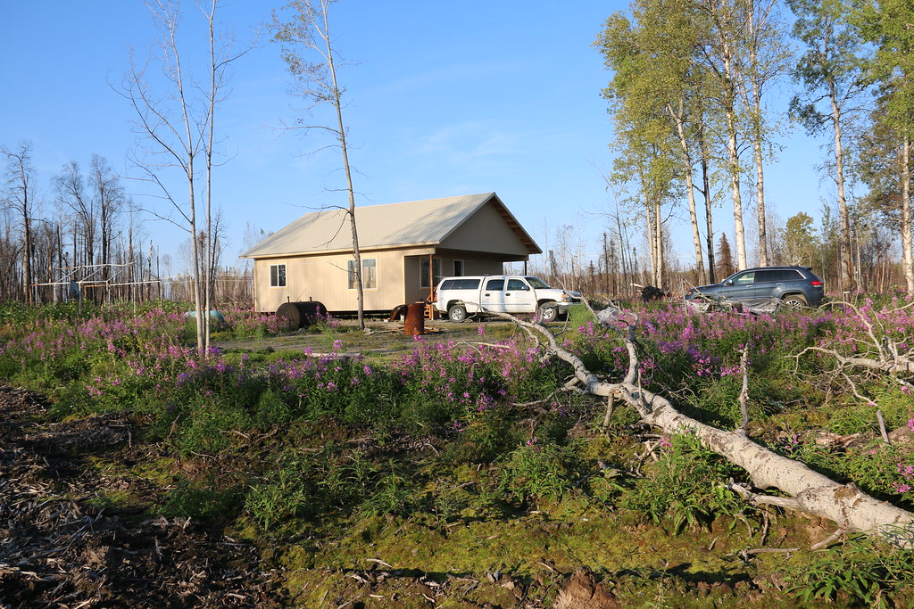 MDS Willow, AK Fall, 2020 Flickr