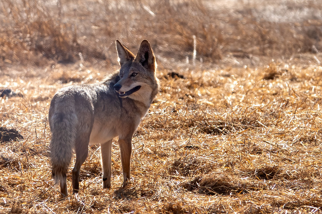 Coyote 190 Muir Heritage Land Trust, Hercules California
