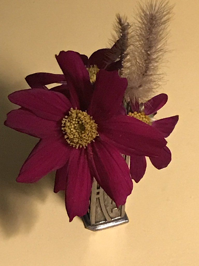Dried Zinnias,Cosmos Andrea Bella Flickr