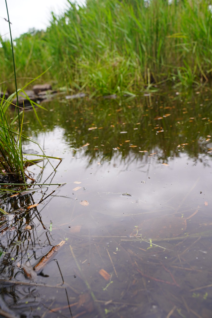 Pond filled with water at Alma Park Alpha Flickr