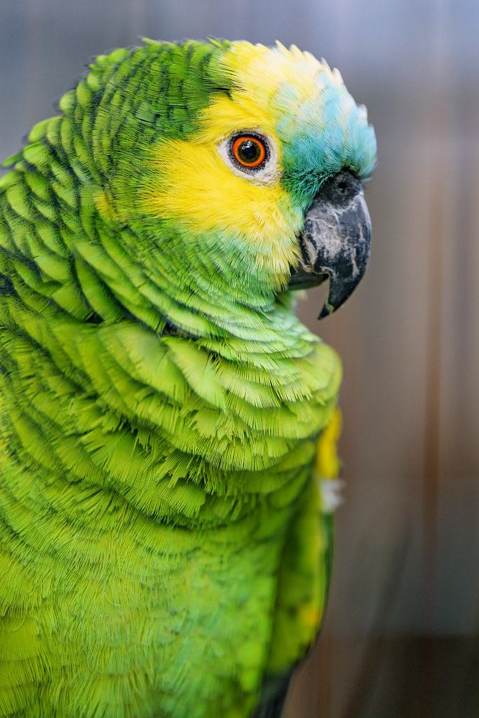 Blue Fronted Amazon Size