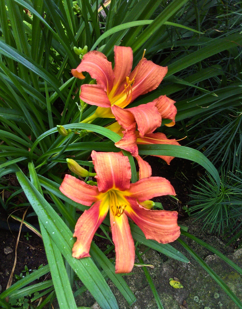 woodcrest garden Flickr