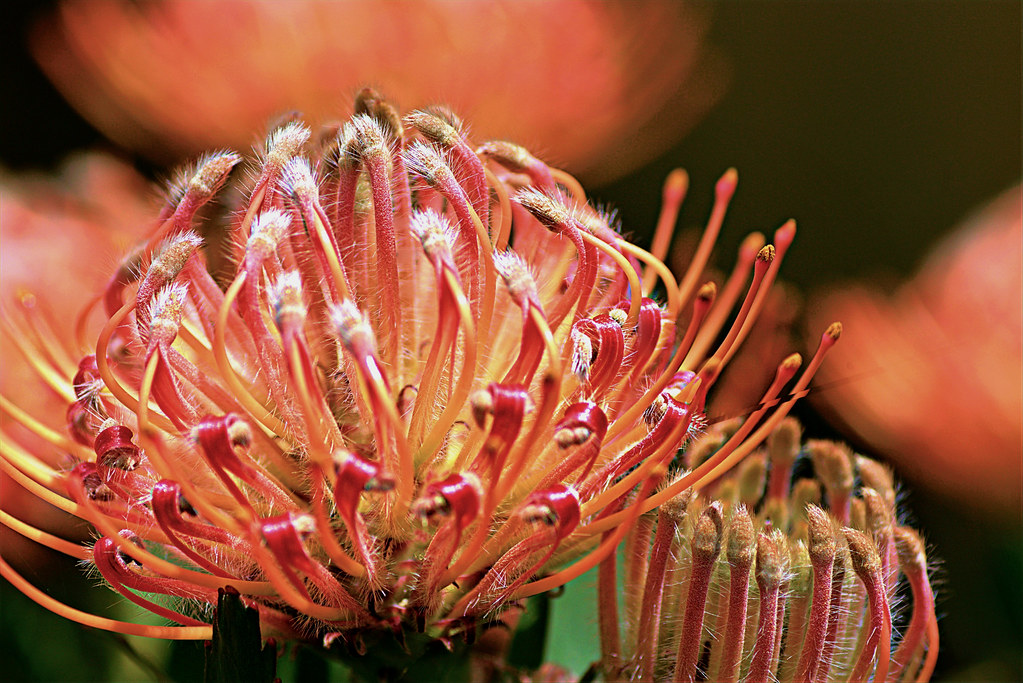 Protea Proteas do well in Australia with the climate simil… Flickr
