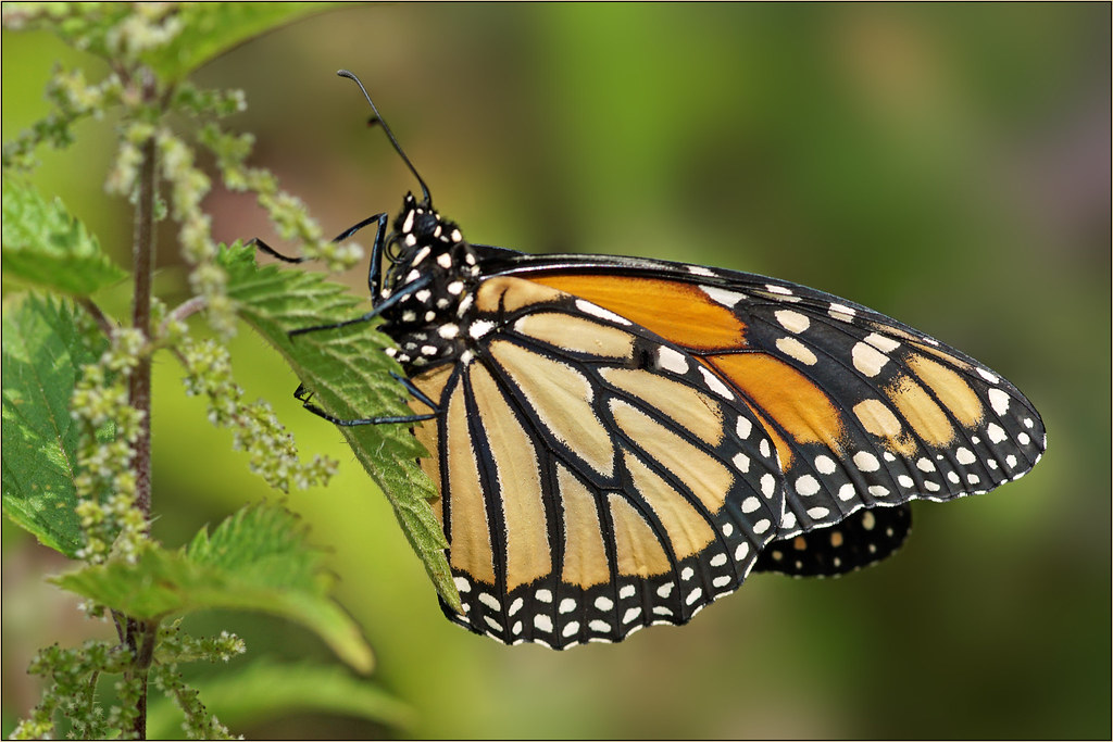 Resting monarch butterfly The Monarch Butterfly is one of … Flickr