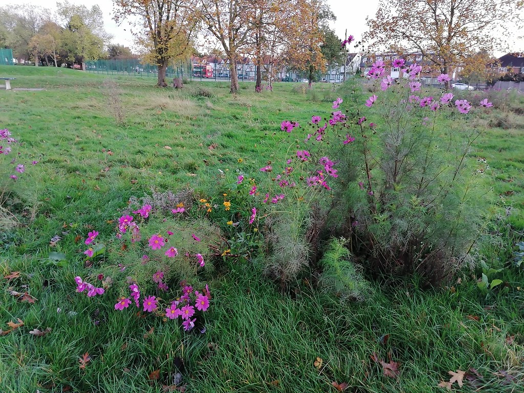 Roe Green | David Howard | Flickr