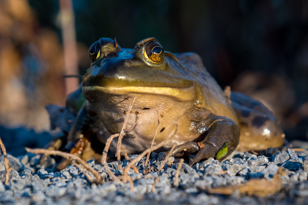 American bullfrog Is he the Prince Charming? Ouaouaron … Flickr