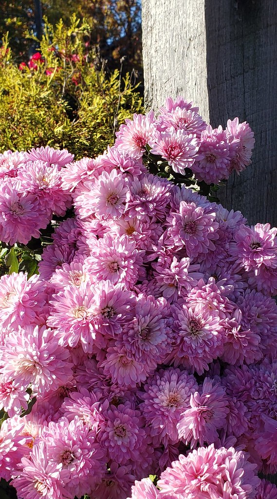 Fall Flowers Columbus, Ohio Romy Rodriguez Flickr