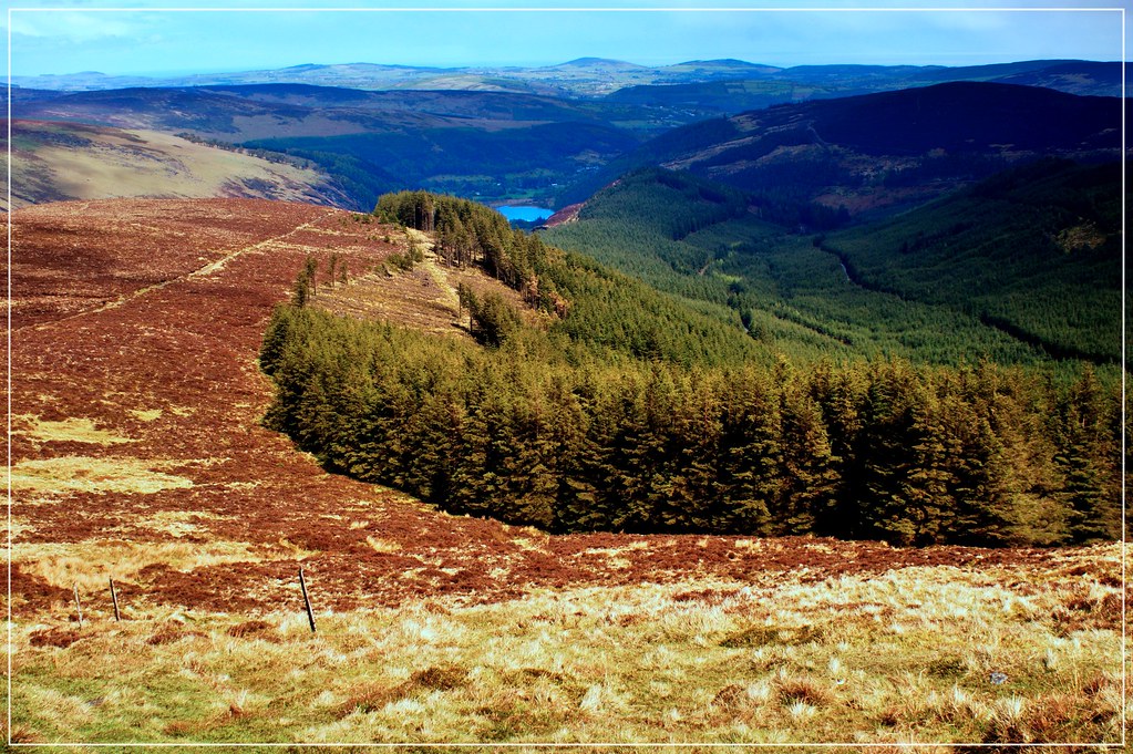 Wicklow Forest Forest in Wicklow, View from Lugduff Marcin