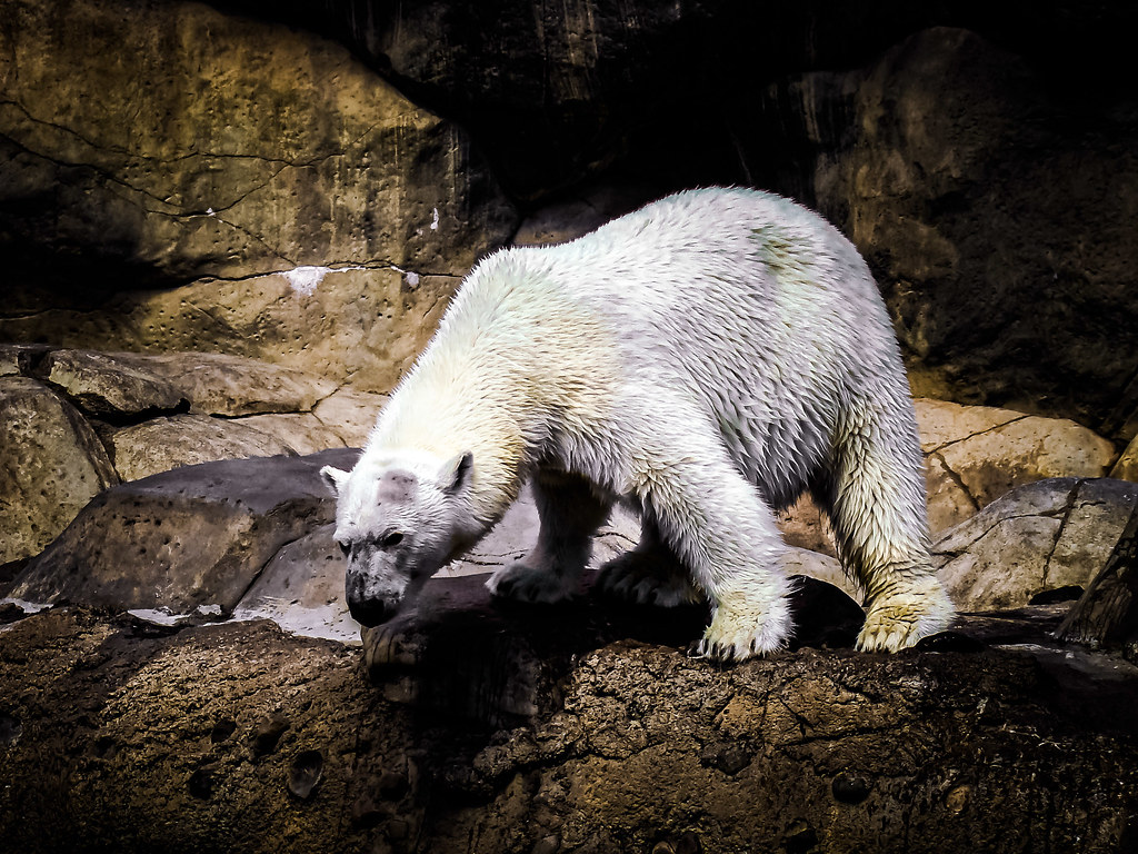 Polar Bear, Lake Superior Zoo Duluth MN USA Tony Mitchell Flickr