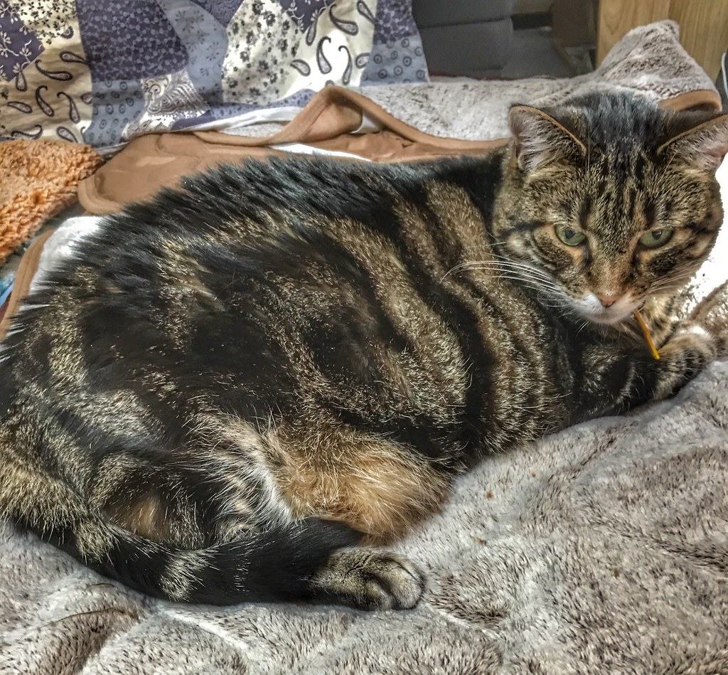 Resting on Blankets Tigger resting on a blanket near the f… Flickr