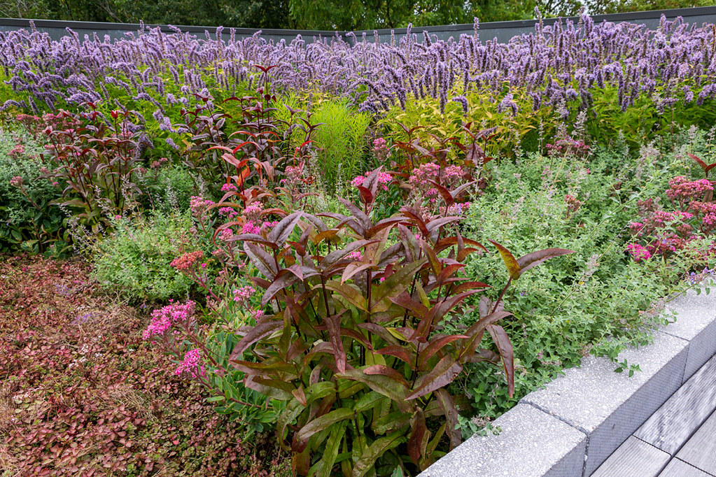 Garden flowers 1 Meijer Sculpture Garden, Grand Rapids, M… Bill