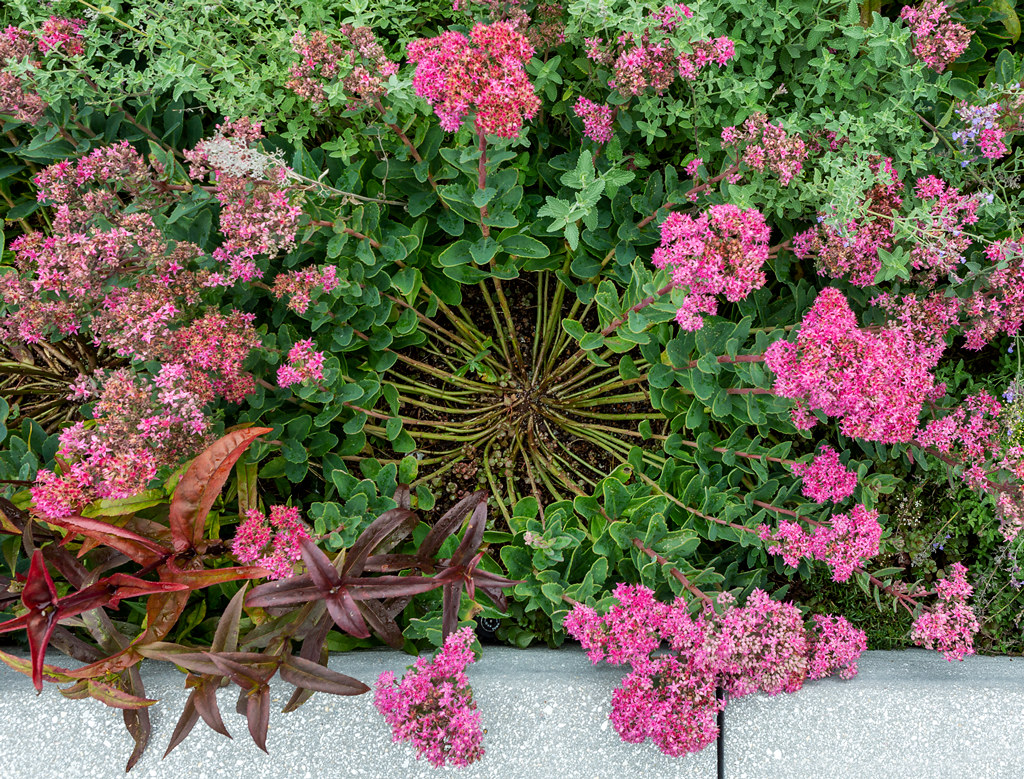 Garden flowers 2 Meijer Sculpture Garden, Grand Rapids, M… Bill