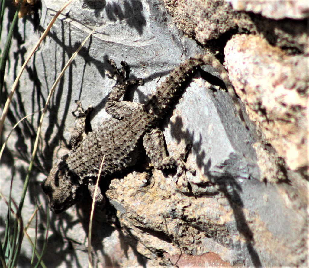 wildlife////Algarve////Portugal Moorish gecko (tarentola