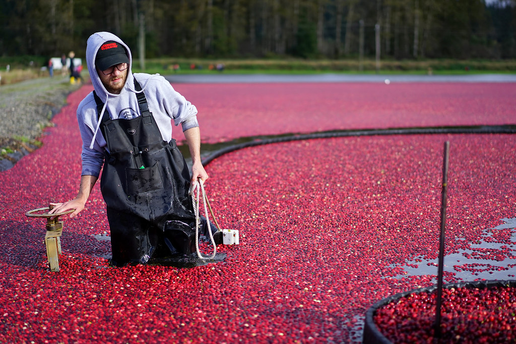 Cranberry harvest a photo on Flickriver
