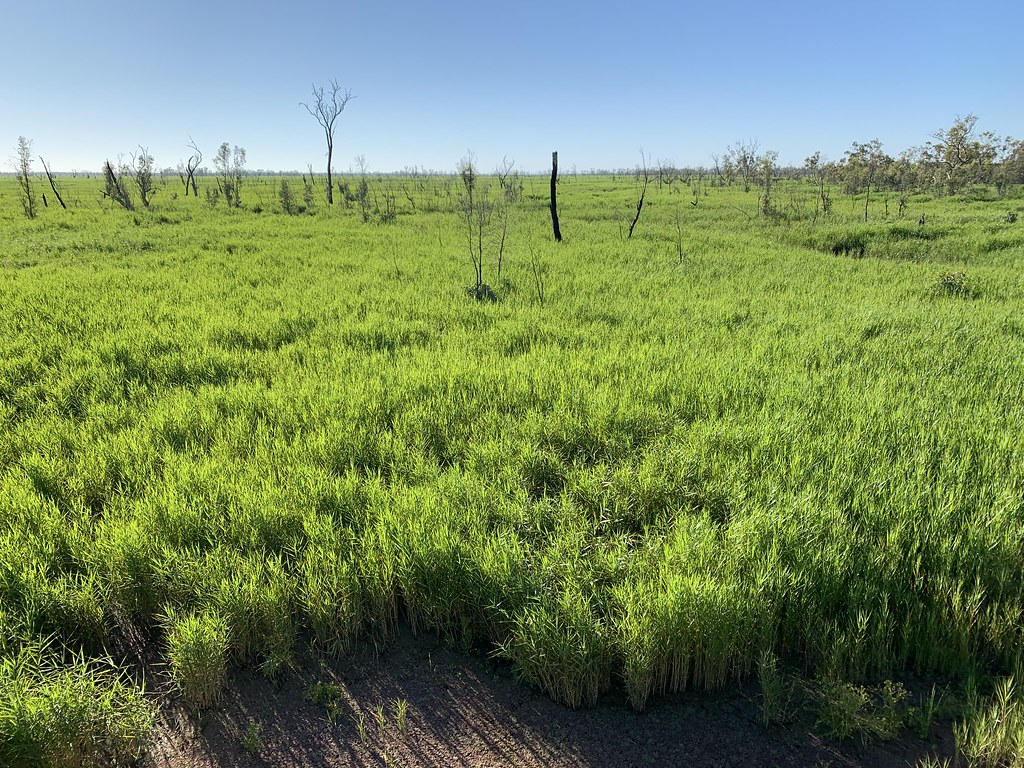 Reedbeds east view from viewing platform, Burrima Hallen Ernest Flickr