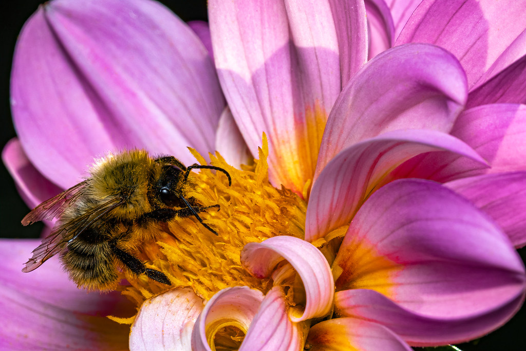 Bee in Pink Ralph Kränzlein Flickr