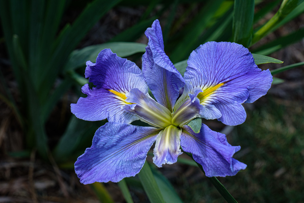 Mauve flower Looking pretty at Maleny Botanic Gardens and … Flickr