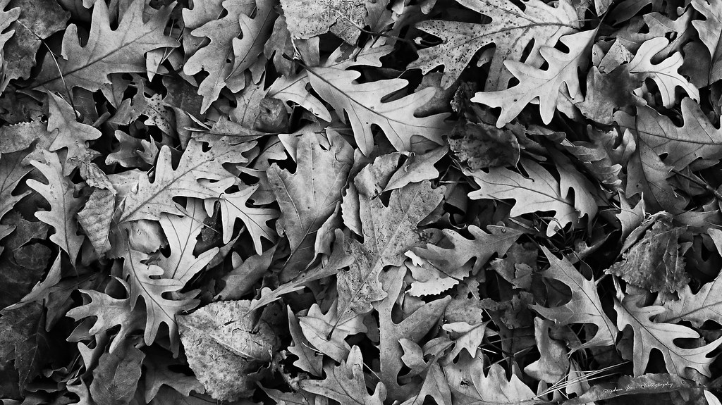 Leaves, leaves, everywhere leaves. * Canon EOS M50 camera … Flickr