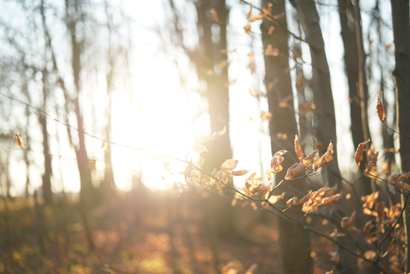 If your Family Feels kinda Mixed up The Truth and Illusion of Family