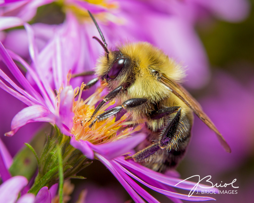 Bumble bee on a New England Aster 10/9/20; one of those ra… Flickr
