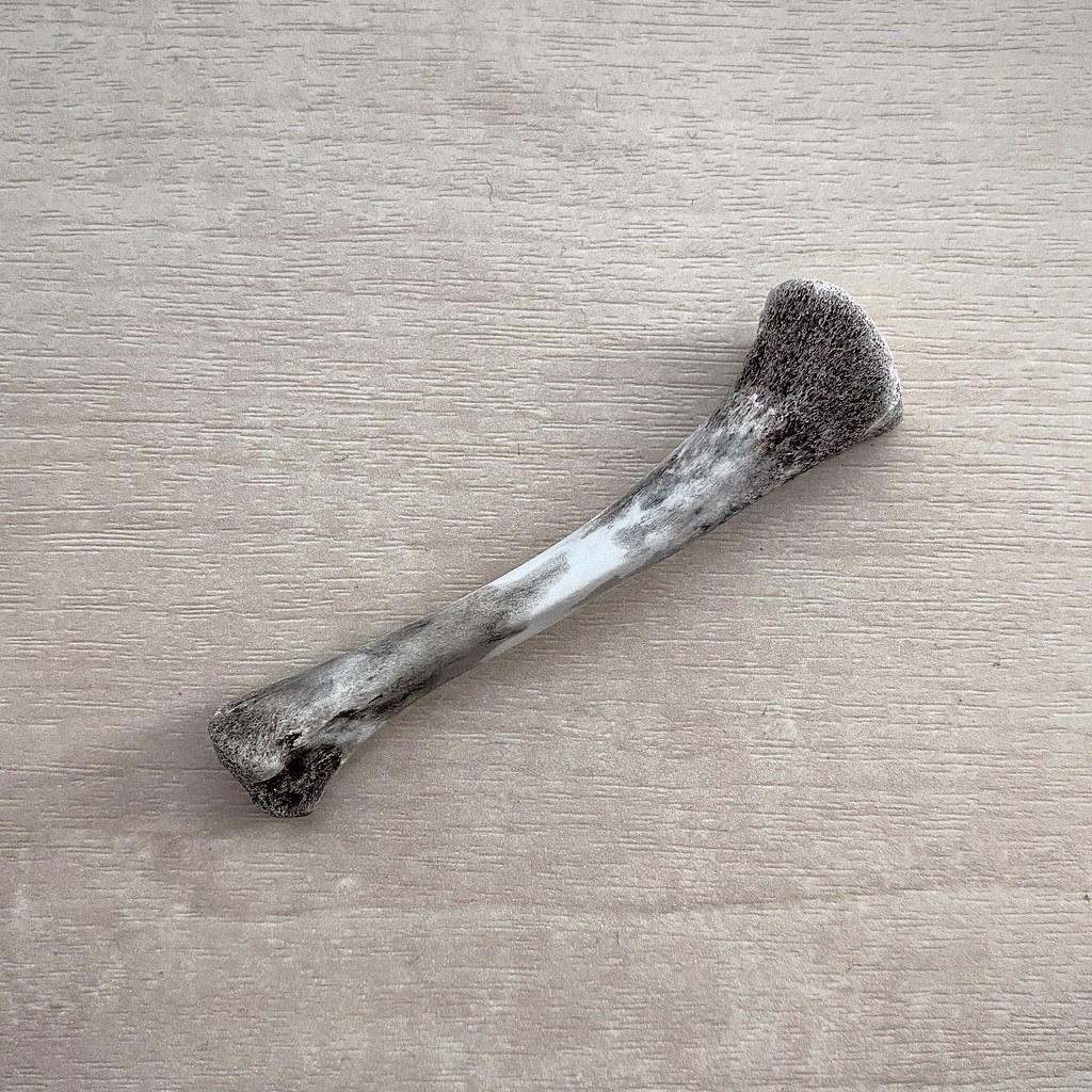 kfc Kentucky Fried Chicken bone a photo on Flickriver