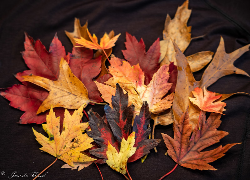 Fall Colors 2020 Flickr