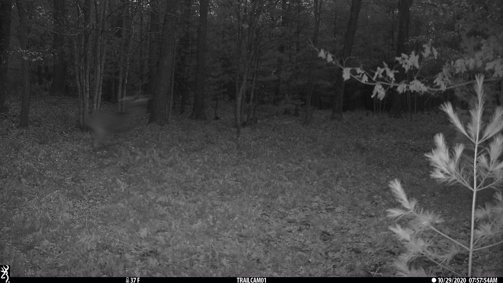 Owls Nest Airbnb at Terry Hurst blog