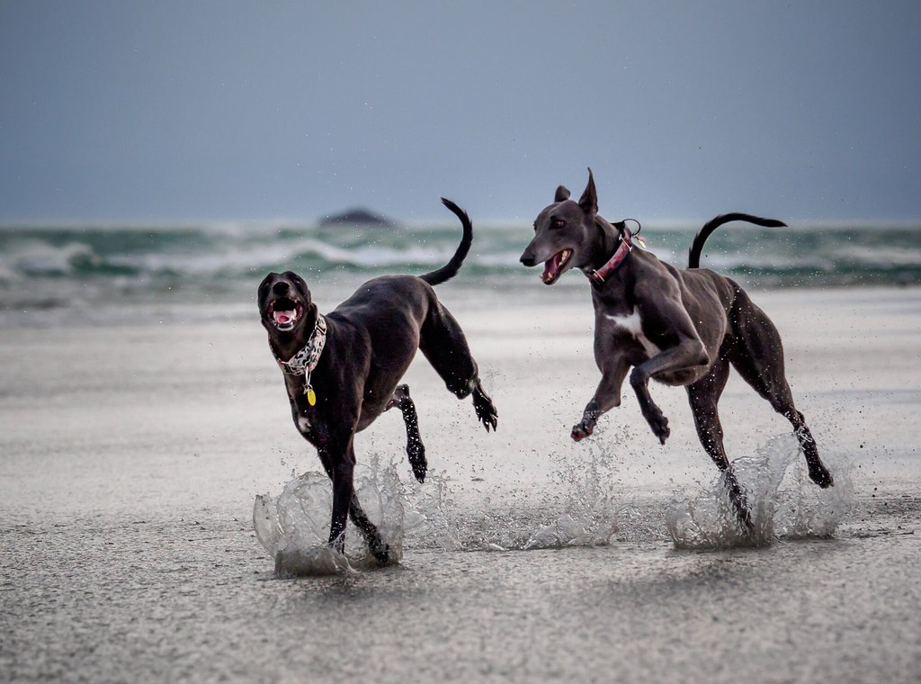 Rescue Greyhounds Flickr