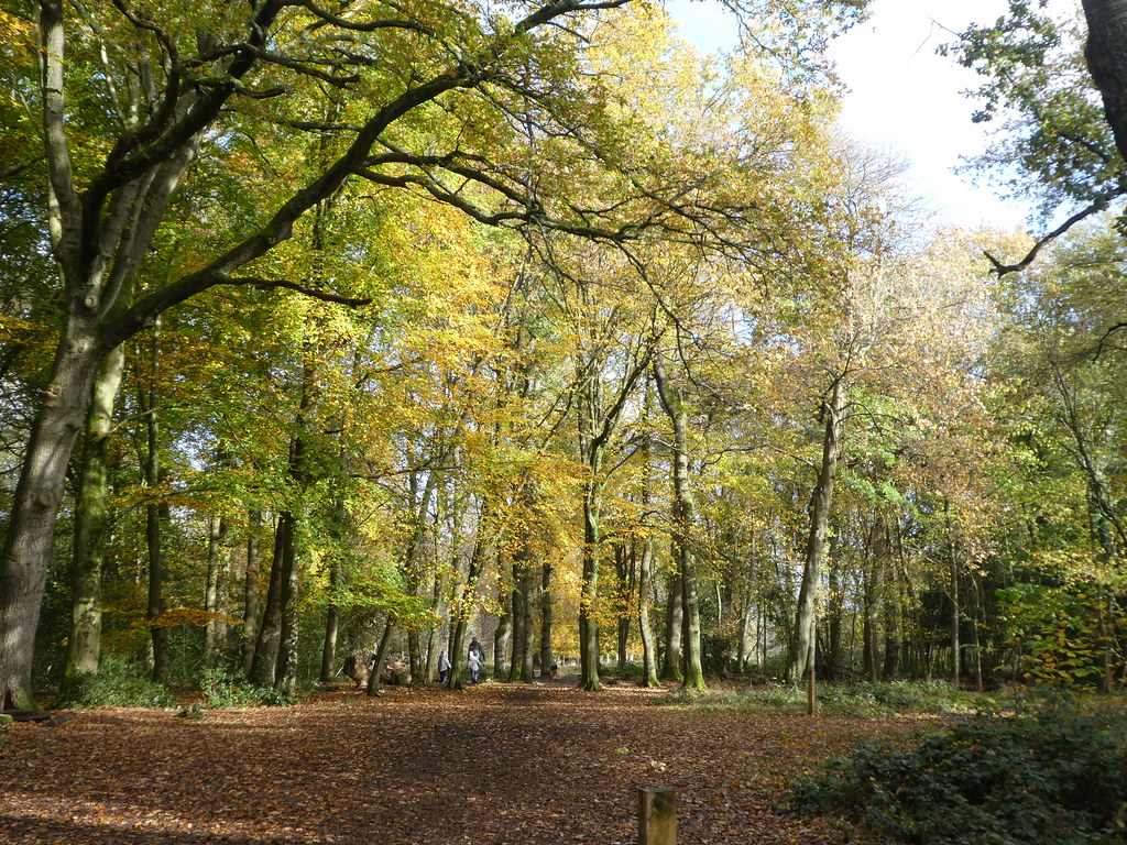 Leigh Woods, Bristol Monday 2 November 2020 jeanne.bendle.t21 Flickr