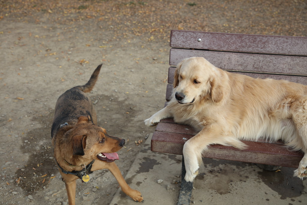 Visit with Runyon to Swift Run Dog Park (Ann Arbor, Michigan