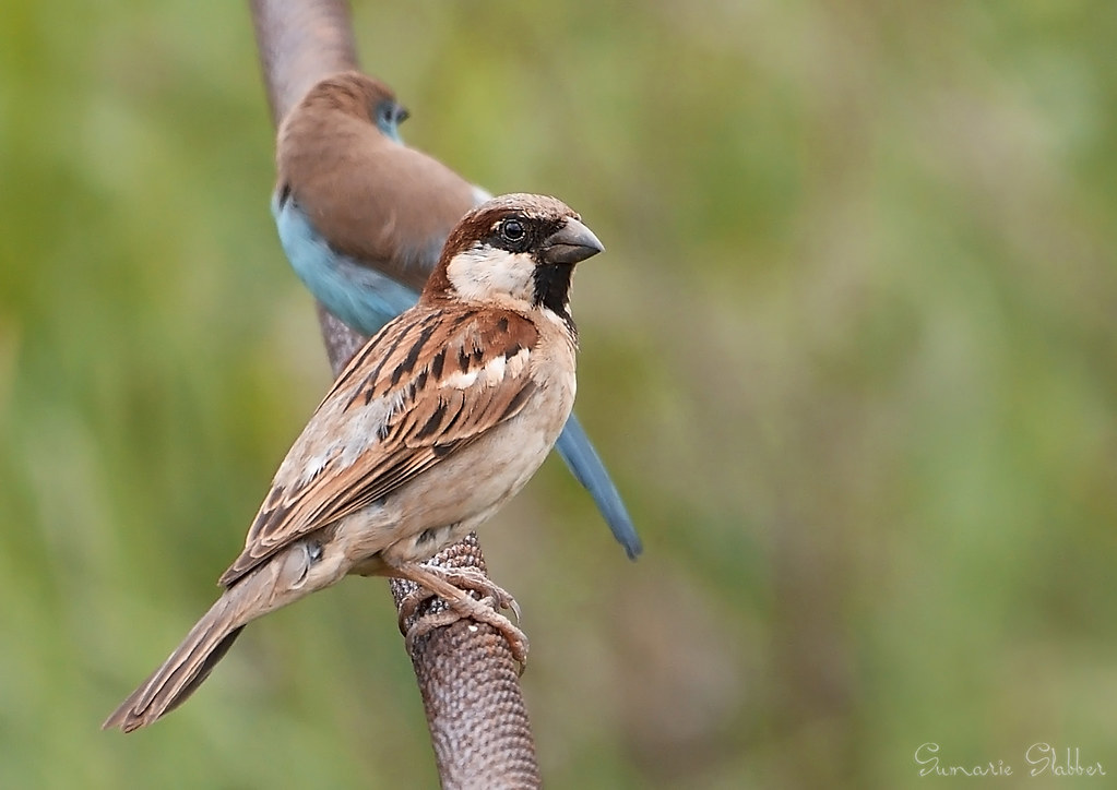 Friends House sparrow and Blue waxbill hanging out togethe… Flickr