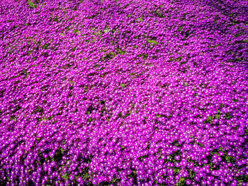 Trailing Ice Plant Lampranthus spectabilis San Jose California