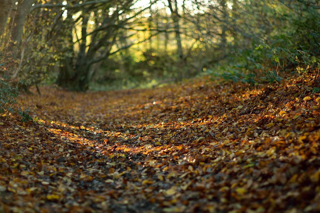 Footpath through the woods A thick carpet of leaves coveri… Flickr