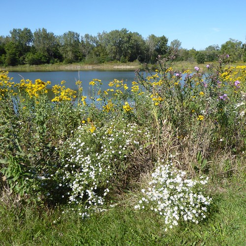 Bloomingdale IL, Mallard Lake Forest Preserve, Flowering P… Flickr