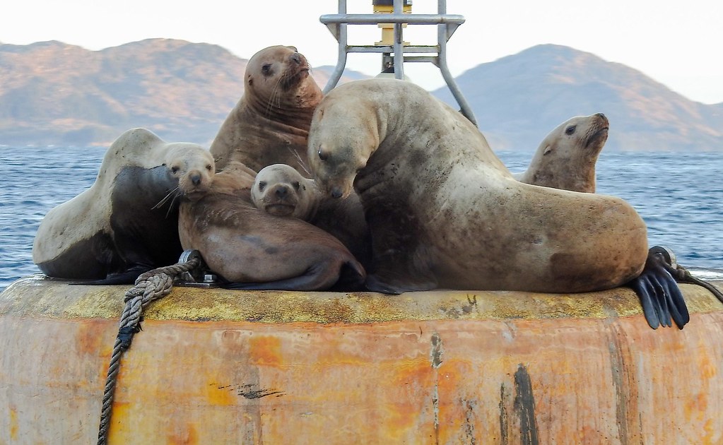 "Wild Alaska" Esther Island Alaska Brian Crawford Flickr