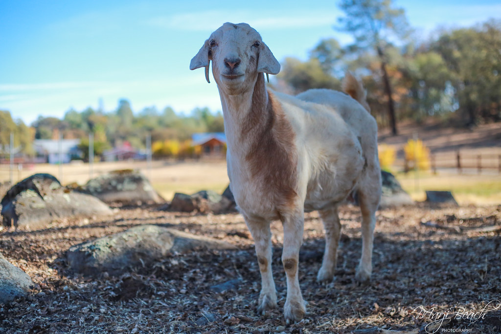 Prudence Prudence is an older goat who was rescued by Anim… Flickr