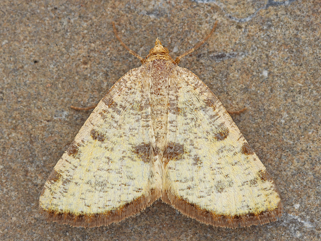 910705 Macaria sulphurea Sulphur Angle Gogama, ON Fema… Michael