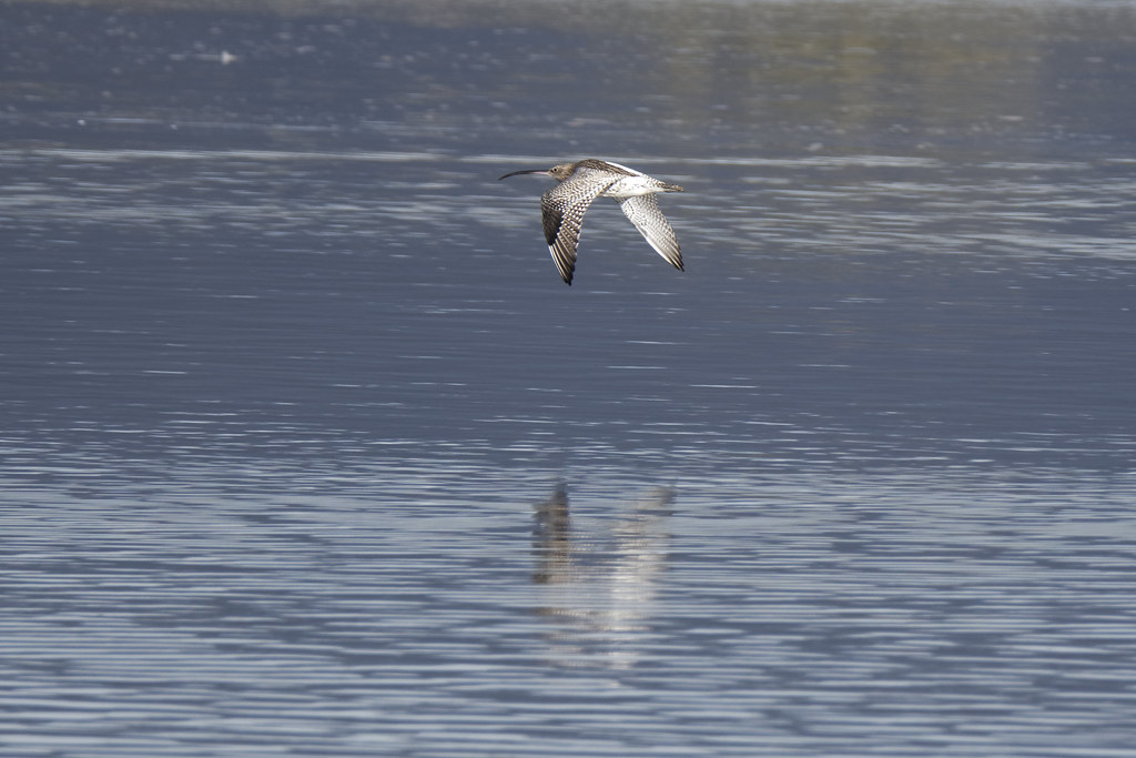 Curlew flyby Soldiers Pt Dundalk fergal stanley Flickr