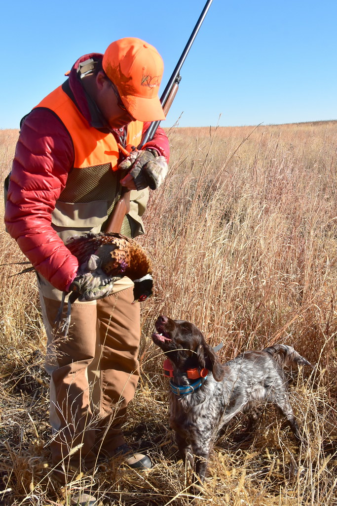 Ringnecked pheasant hunting in South Dakota a photo on Flickriver