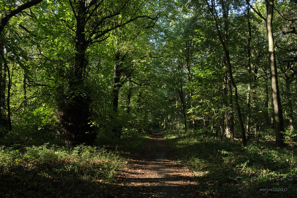 Sherwood Forest near Edwinstowe in Nottinghamshire. We… Flickr