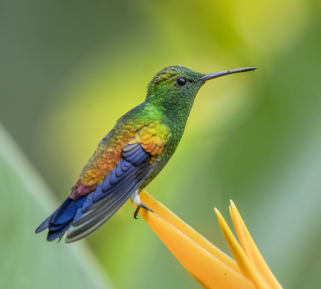Copper Rumped Hummingbird, esperanzaalta, Trinidad. Flickr