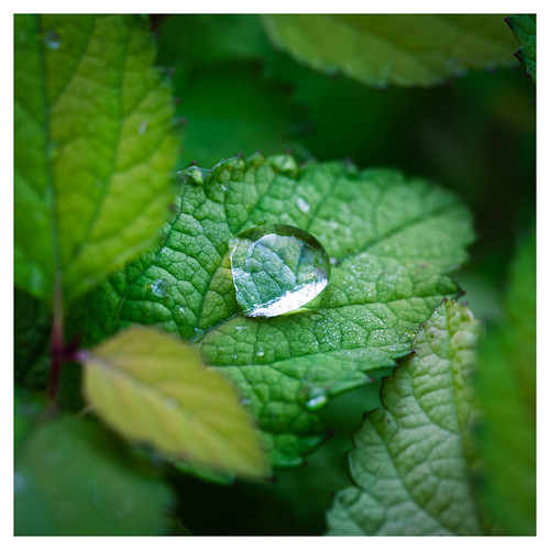 Morning Jewel Mt Airy, Philadelphia PA_ 1_Scaled Flickr