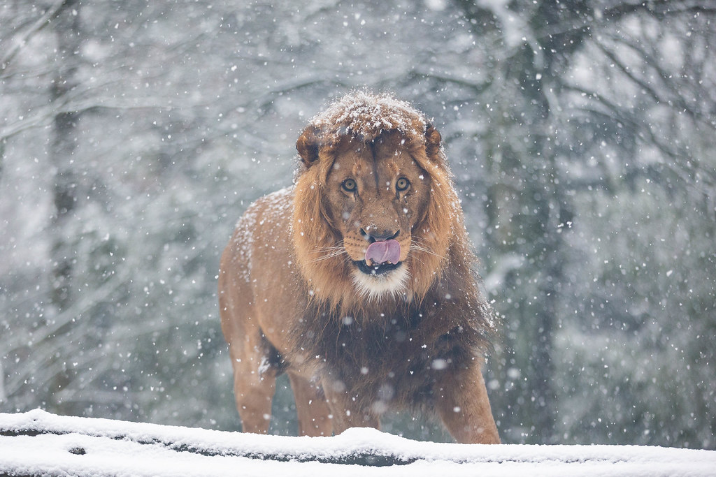 Lion in snow Young male lion "Tsavo" enjoying the snow. Predators