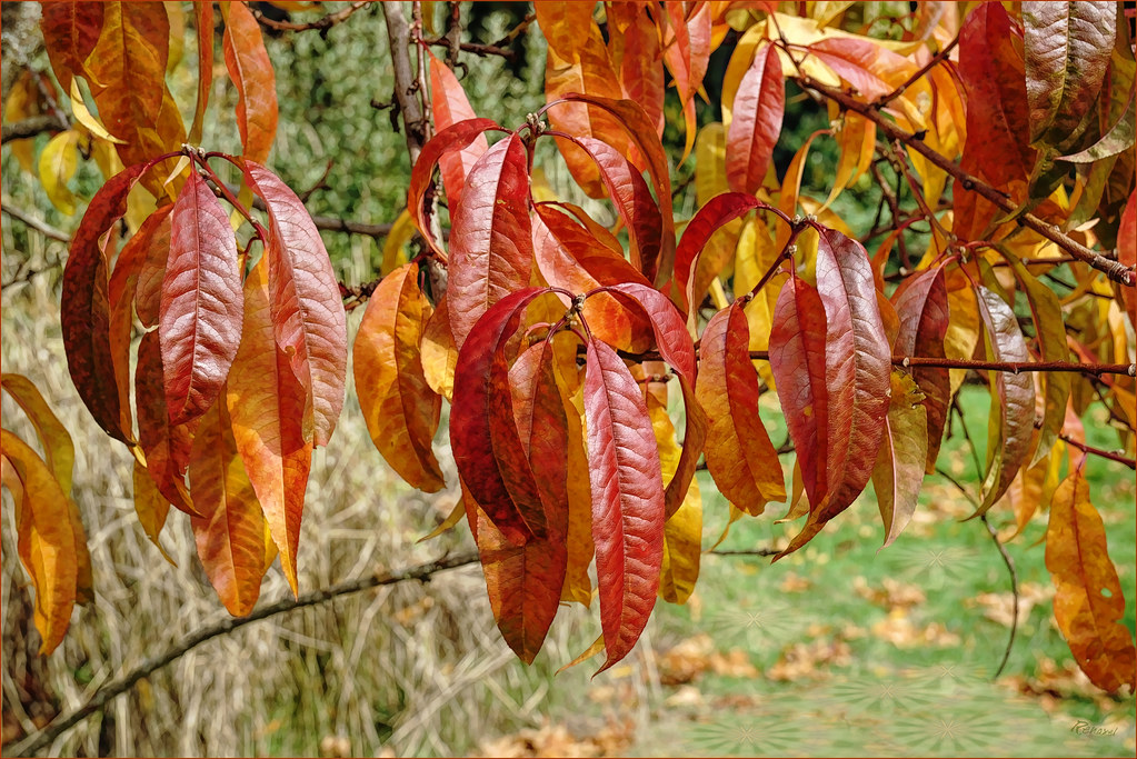 Peach Leaves ☼My works are often BEST VIEWED LARGE ☼ *****… Flickr