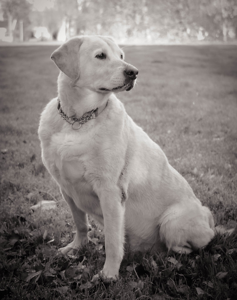 Rotterdam the Netherlands my dog Sem testing my canon fd 2… Flickr
