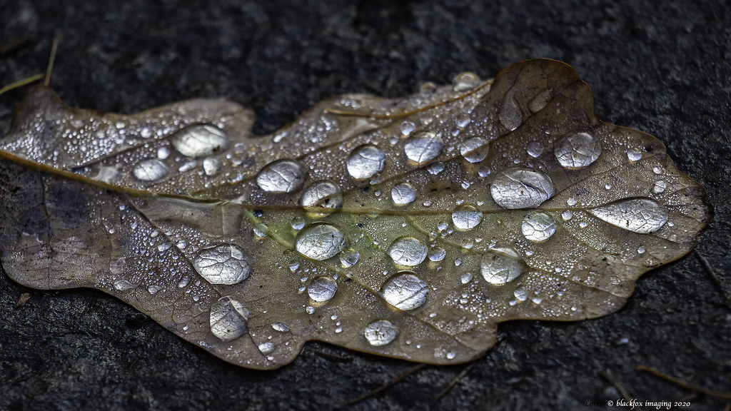 clever weather change of tack , couple of nature shots fro… Flickr